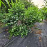 팜모닝 기타작물·영농일지 게시글 이미지