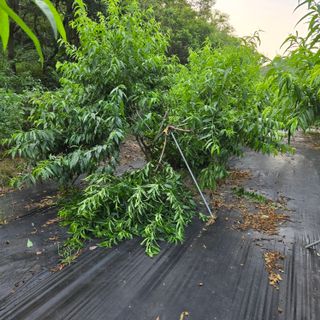 양배추21889님의 기타작물 · 영농일지 작성글 사진