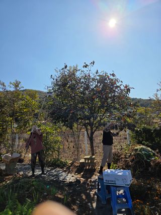 봉원대님의 기타작물 · 영농일지 작성글 사진