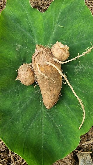 검은벼리님의 기타작물 · 영농일지 작성글 사진