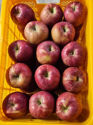 손기홍님의 사과 · 영농일지 작성글 사진