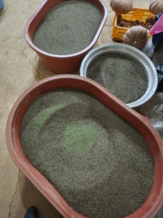 평택님의 들깨 · 영농일지 작성글 사진