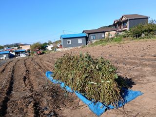 강인석님의 기타작물 · 영농일지 작성글 사진