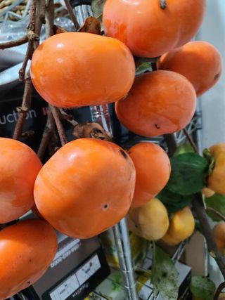 김영옥님의 감 · 영농일지 작성글 사진