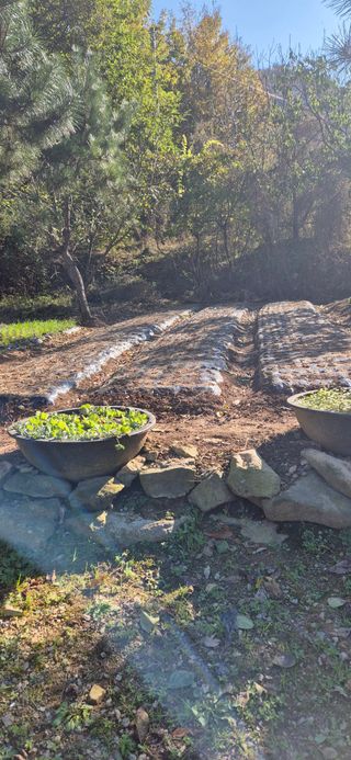 매실21434님의 양파 · 영농일지 작성글 사진