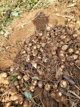 팜모닝 고구마·영농일지 게시글 이미지