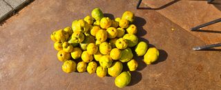 강호지인님의 기타작물 · 영농일지 작성글 사진