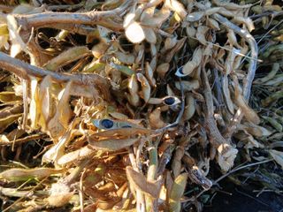 강인석님의 기타작물 · 영농일지 작성글 사진