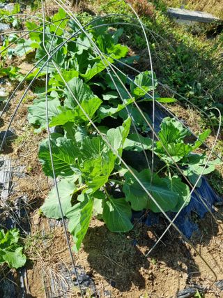 논산푸른팜님의 배추 · 영농일지 작성글 사진