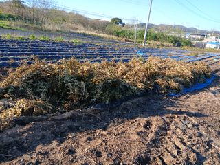 강인석님의 기타작물 · 영농일지 작성글 사진