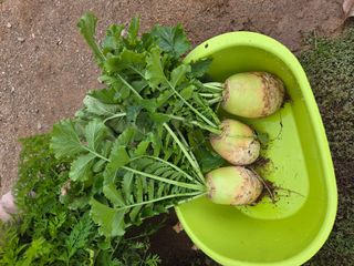 봉원대님의 기타작물 · 영농일지 작성글 사진