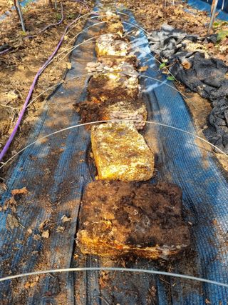 논산푸른팜님의 배추 · 영농일지 작성글 사진