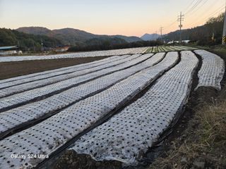 슈퍼땅콘님의 마늘 · 영농일지 작성글 사진