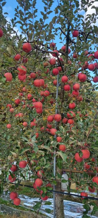 김은희님의 사과 · 영농일지 작성글 사진