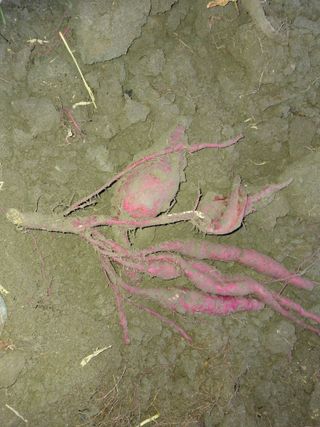 엄순모사선대농장님의 고구마 · 영농일지 작성글 사진