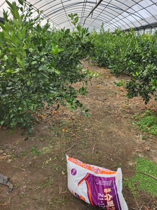 제주온님의 귤 · 영농일지 작성글 사진