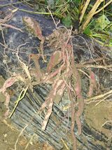 팜모닝 고구마·영농일지 게시글 이미지