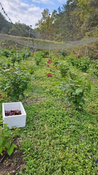 대봉농원 이경화님의 기타작물 · 영농일지 작성글 사진