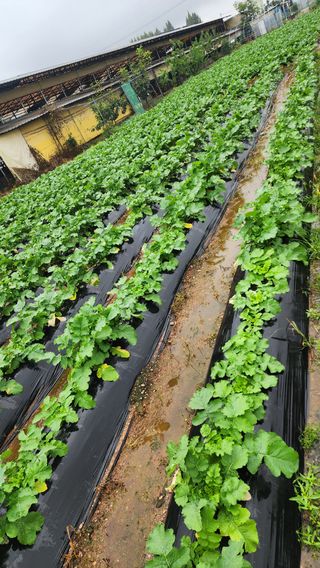 곽재섭님의 기타작물 · 영농일지 작성글 사진