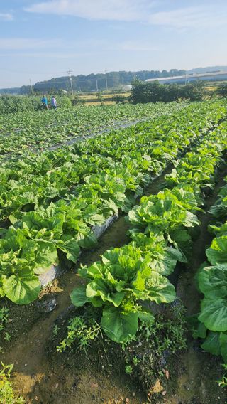 곽재섭님의 기타작물 · 영농일지 작성글 사진