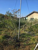 팜모닝 복숭아·영농일지 게시글 이미지