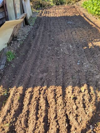 이시형님의 마늘 · 영농일지 작성글 사진