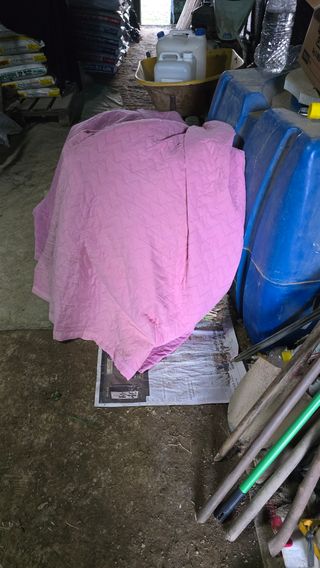 김영한님의 파 · 영농일지 작성글 사진