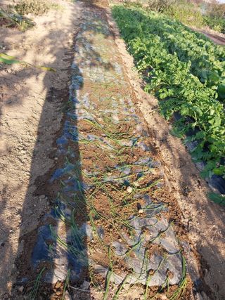 상추20832님의 양파 · 영농일지 작성글 사진