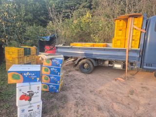 최진일님의 감 · 영농일지 작성글 사진