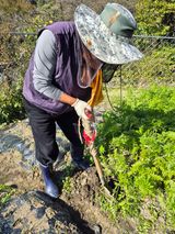 팜모닝 기타작물·영농일지 게시글 이미지