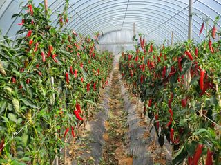 김용일님의 고추 · 영농일지 작성글 사진