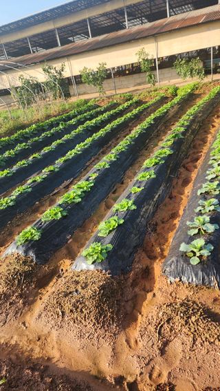 곽재섭님의 기타작물 · 영농일지 작성글 사진