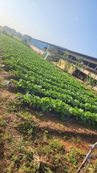 곽재섭님의 기타작물 · 영농일지 작성글 사진