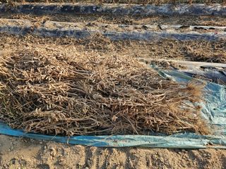 경달현님의 콩 · 영농일지 작성글 사진