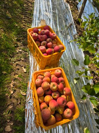 효진농원님의 기타작물 · 영농일지 작성글 사진