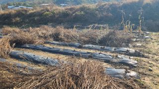 포도14685님의 기타작물 · 영농일지 작성글 사진