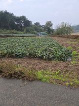 팜모닝 마늘·영농일지 게시글 이미지