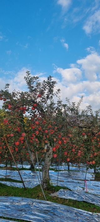 김은희님의 사과 · 영농일지 작성글 사진