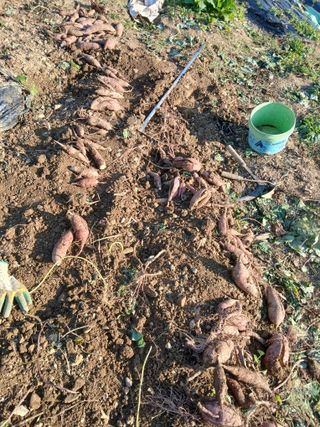 김명자님의 기타작물 · 영농일지 작성글 사진