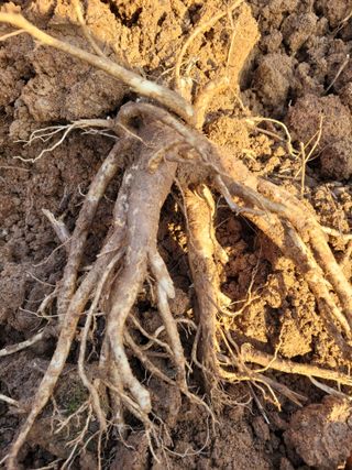 이름유순옥님의 기타작물 · 영농일지 작성글 사진