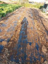 팜모닝 양파·영농일지 게시글 이미지