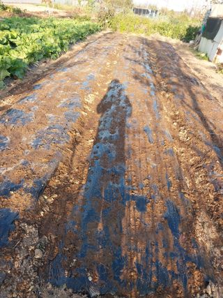 상추20832님의 양파 · 영농일지 작성글 사진