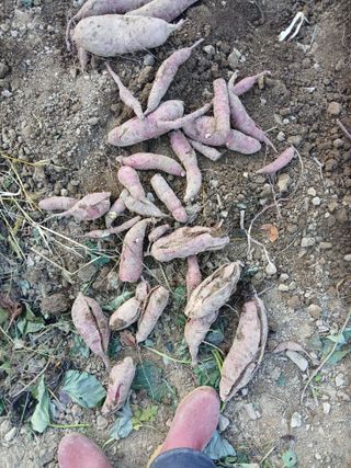 김명자님의 기타작물 · 영농일지 작성글 사진