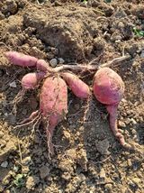 팜모닝 기타작물·영농일지 게시글 이미지