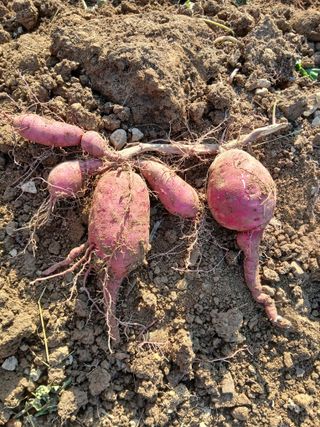 김명자님의 기타작물 · 영농일지 작성글 사진