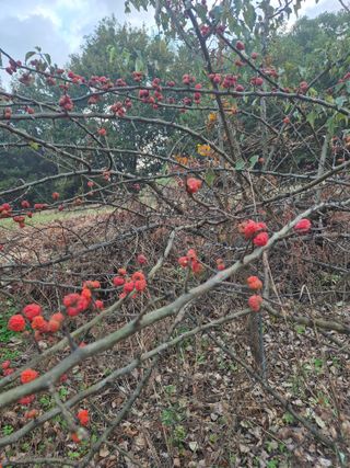 김연숙님의 기타작물 · 영농일지 작성글 사진