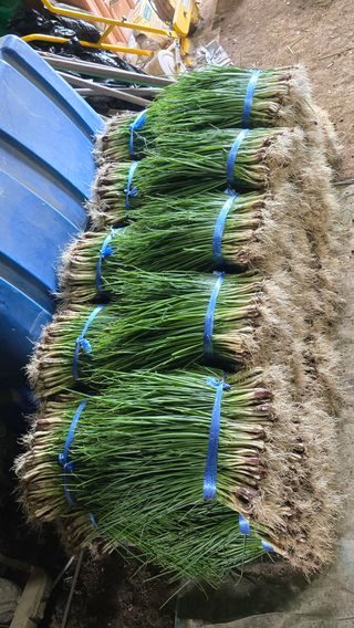 김영한님의 파 · 영농일지 작성글 사진