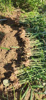 팜모닝 기타작물·영농일지 게시글 이미지