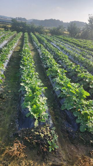 곽재섭님의 기타작물 · 영농일지 작성글 사진