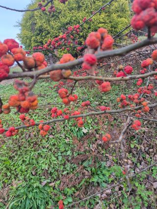 김연숙님의 기타작물 · 영농일지 작성글 사진